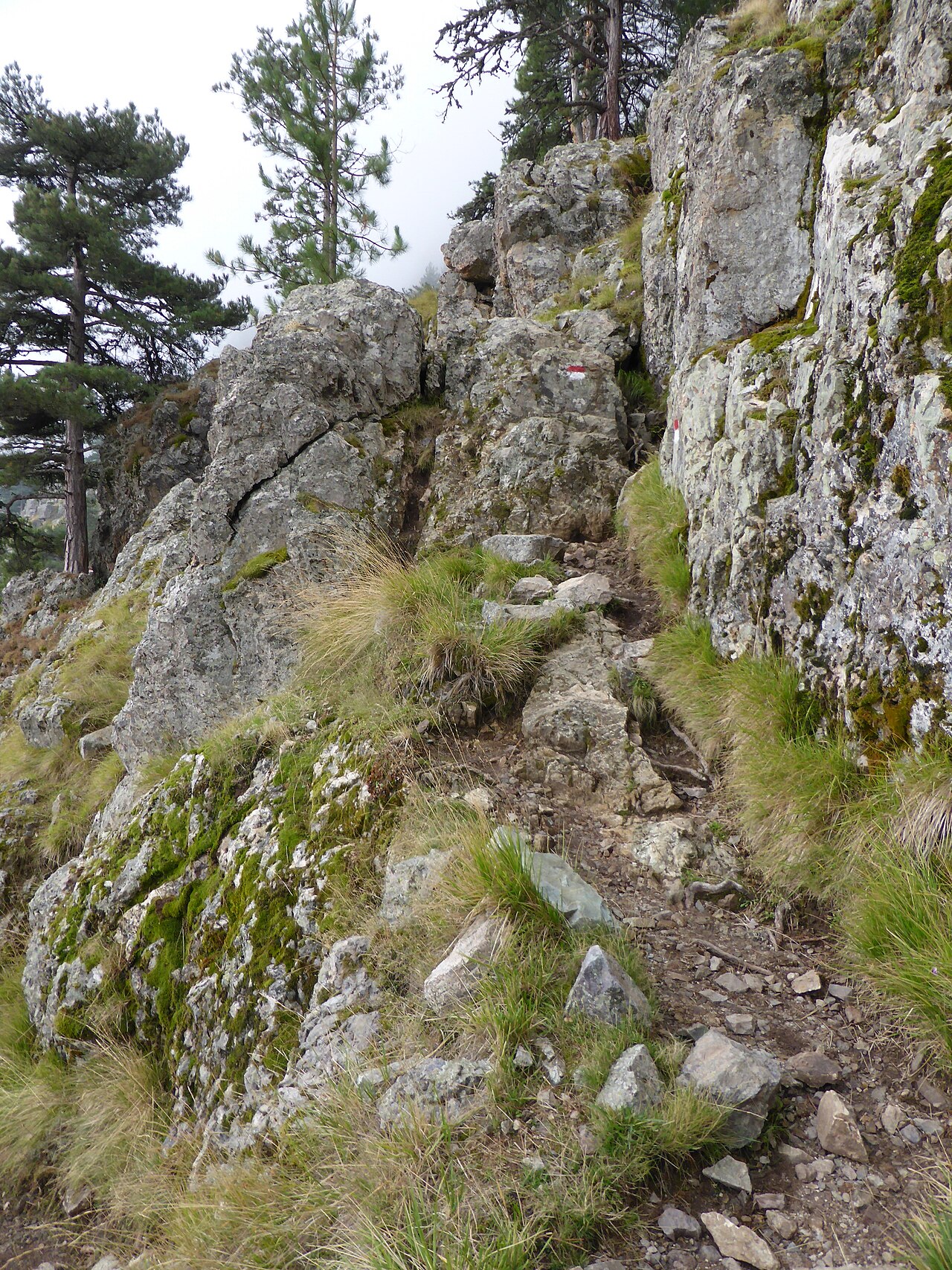 Sentier GR20 dans la forêt de Bonifatu