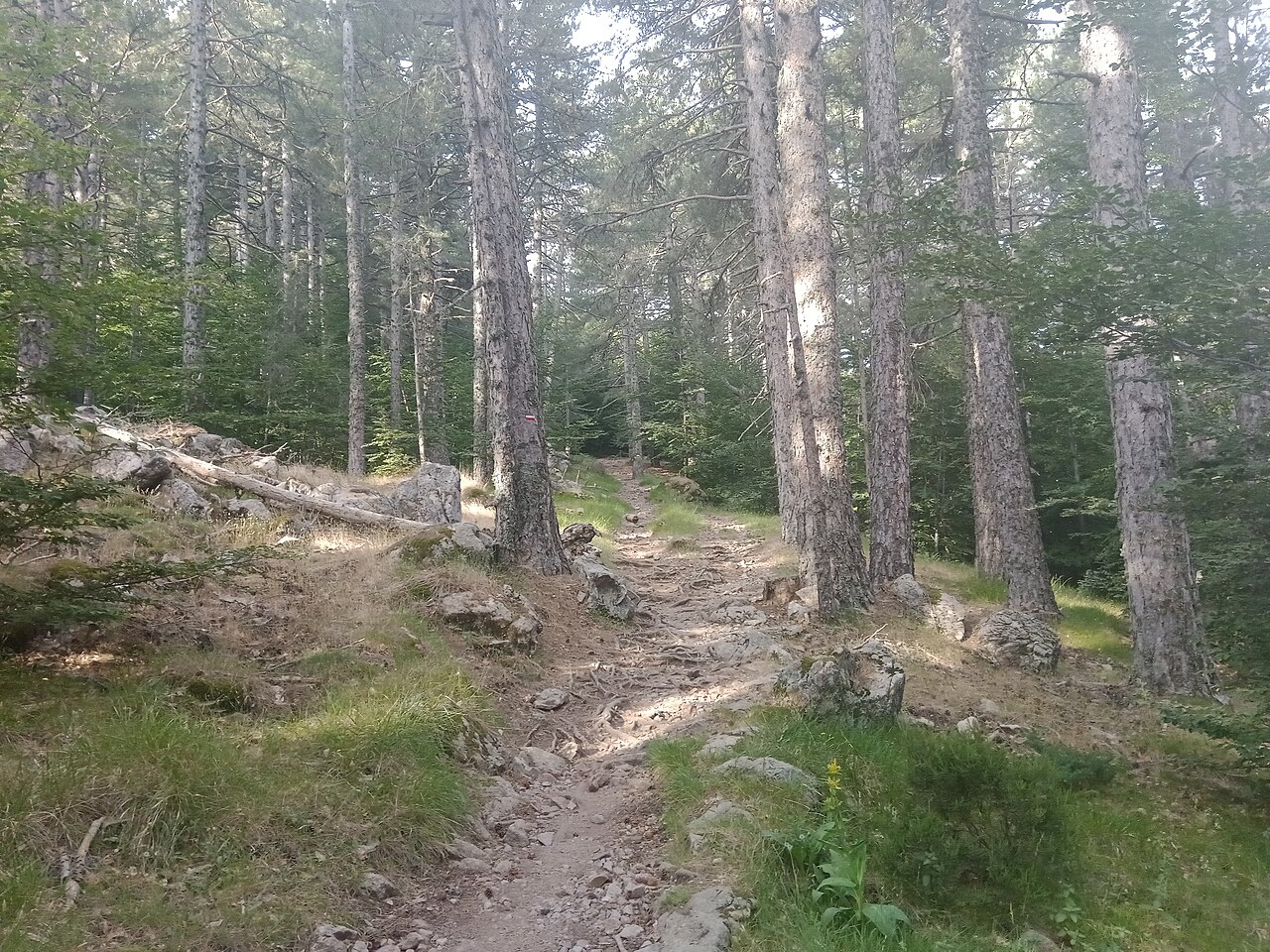Forêt de Vizzavona, hêtres, étape 11 GR20