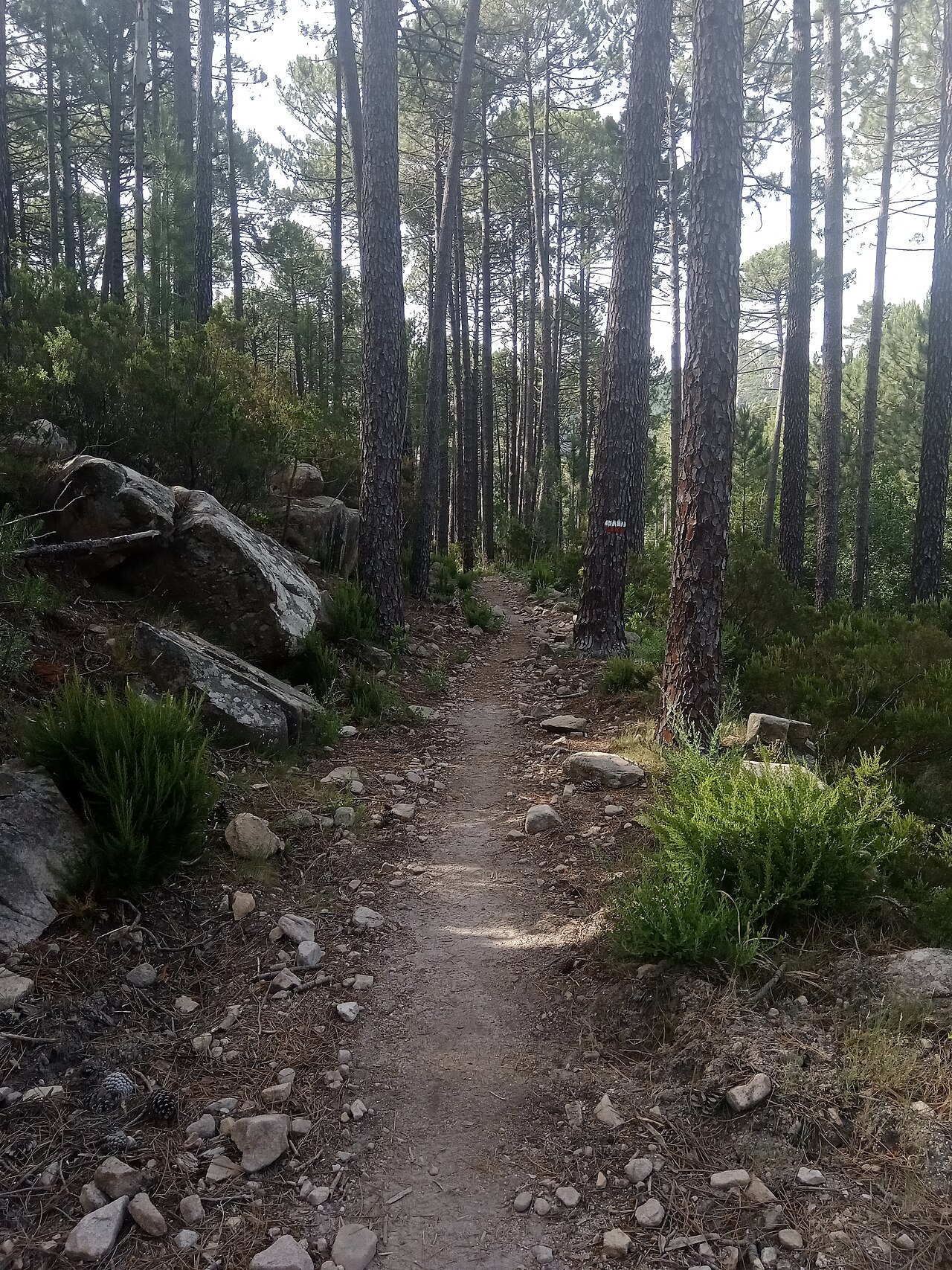 Forêt de Conca, descente finale du GR20