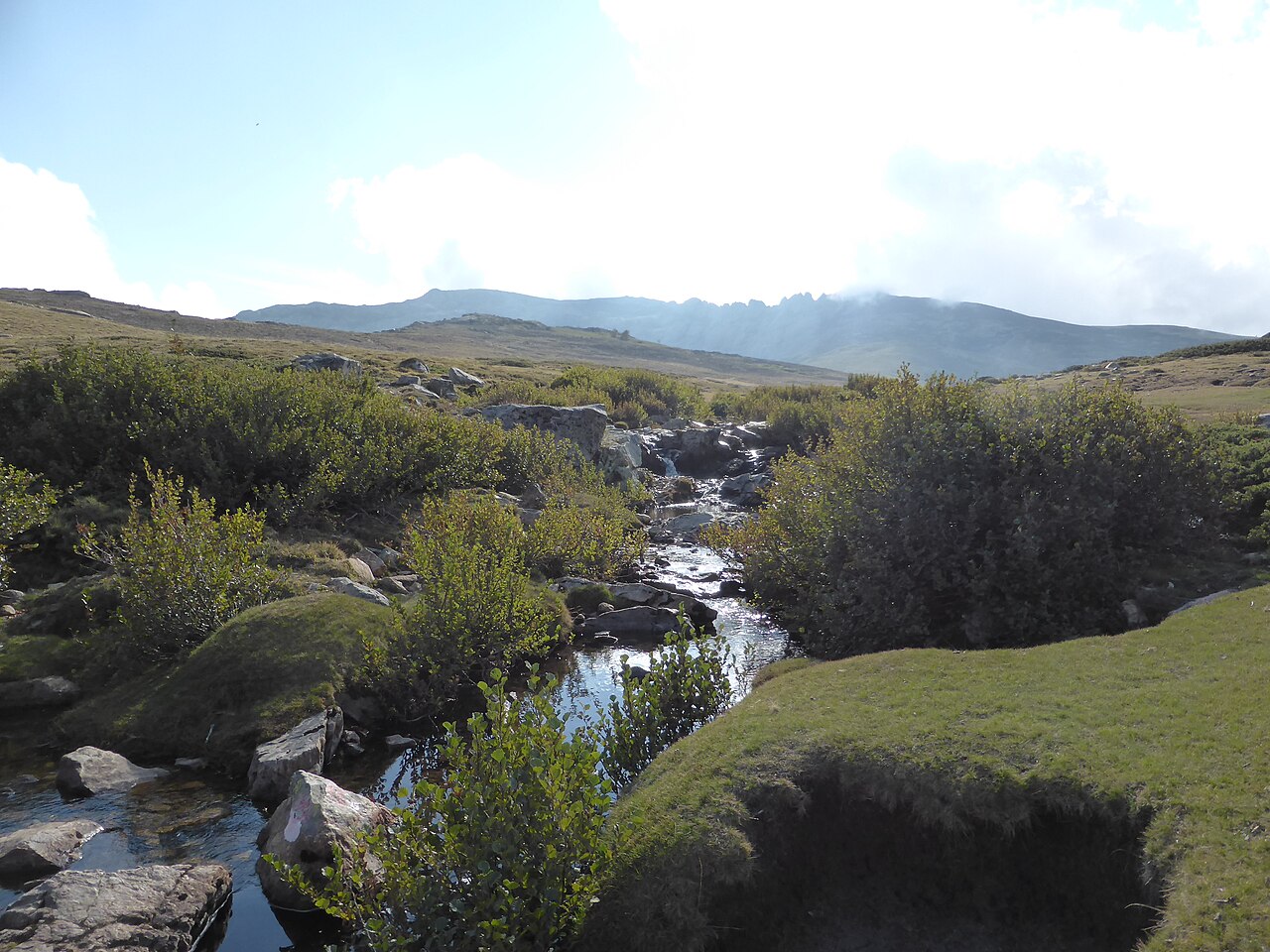 Vaches sur le plateau entre Vergio et Manganu